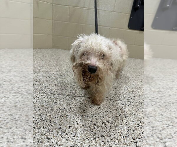 Medium Photo #18 Bichon Frise-Unknown Mix Puppy For Sale in Rootstown, OH, USA