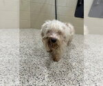 Small #17 Bichon Frise Mix