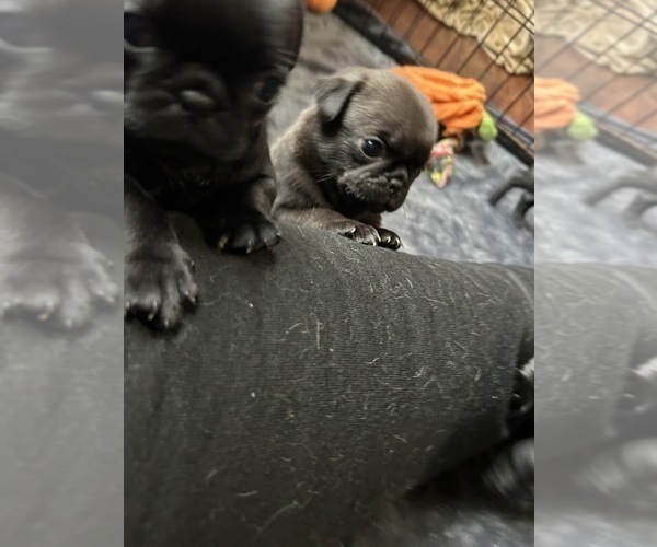 Medium Photo #3 Pug Puppy For Sale in BLOOMINGTON, IL, USA