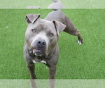 Small #1 American Pit Bull Terrier