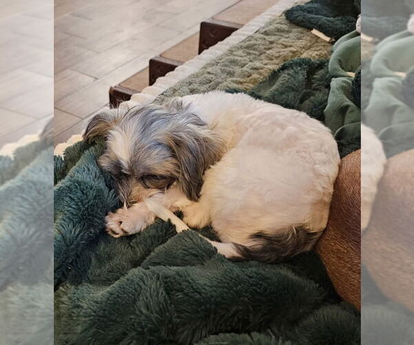 Medium Photo #1  Puppy For Sale in , 