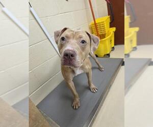 American Pit Bull Terrier Dogs for adoption in Center Township, PA, USA