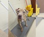 Small American Pit Bull Terrier