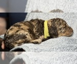 Small #2 Goldendoodle