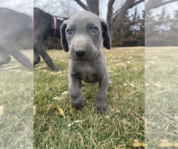 Medium Photo #1 Weimaraner Puppy For Sale in JOES, CO, USA