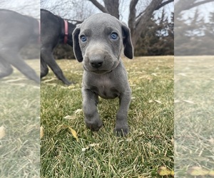 Medium Weimaraner