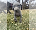 Puppy Green collar Weimaraner