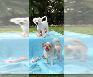 Shih Tzu Dogs for adoption in Weston, FL, USA