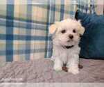 Small #3 Maltese