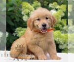 Small #3 Golden Retriever