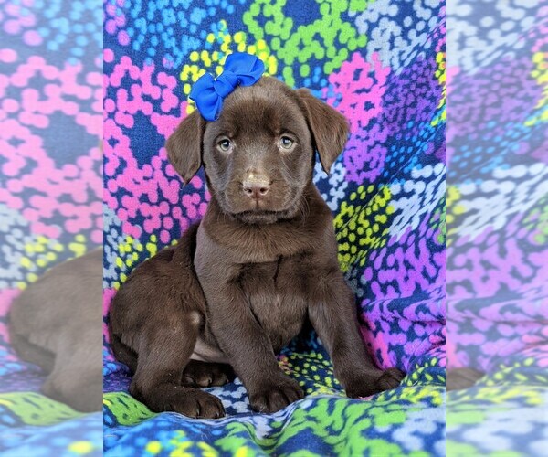 Medium Photo #3 Labrador Retriever Puppy For Sale in GLEN ROCK, PA, USA