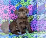 Small Photo #3 Labrador Retriever Puppy For Sale in GLEN ROCK, PA, USA