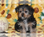 Small #2 Yorkshire Terrier