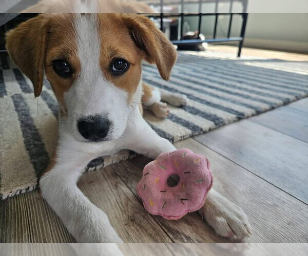 Medium Photo #1 Siberian Husky-Unknown Mix Puppy For Sale in Germantown, OH, USA