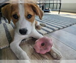 Imogen - Female Siberian Husky-Unknown Mix Dog for Adoption - Small photo