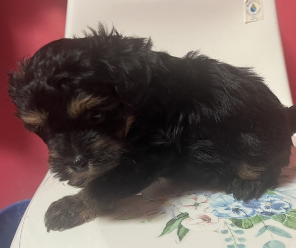 Medium Photo #1 Pomapoo (Toy) Puppy For Sale in GLENWOOD CITY, WI, USA