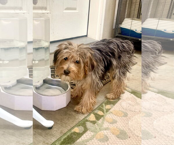 Medium Photo #2 Shih Tzu-Unknown Mix Puppy For Sale in Santa Clarita, CA, USA
