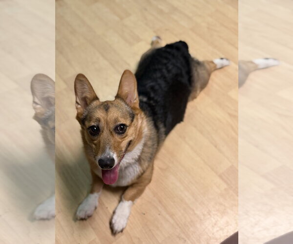 Medium Photo #2 Mutt Puppy For Sale in Anchorage, AK, USA