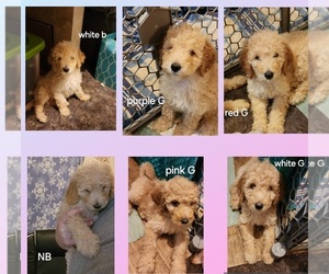 Double Doodle Puppy for sale in RICHLAND CENTER, WI, USA