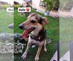 Small Photo #9 German Shepherd Dog-Greyhound Mix Puppy For Sale in Escondido, CA, USA