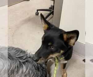 Australian Cattle Dog-German Shepherd Dog Mix Dogs for adoption in Modesto, CA, USA