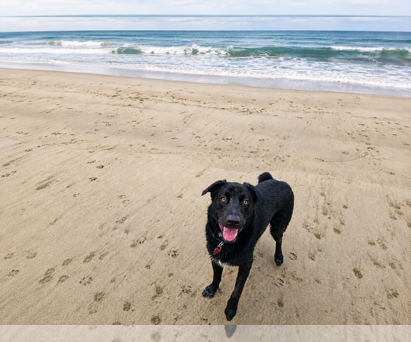 Medium Photo #4 Labrador Retriever-Unknown Mix Puppy For Sale in Clovis, CA, USA