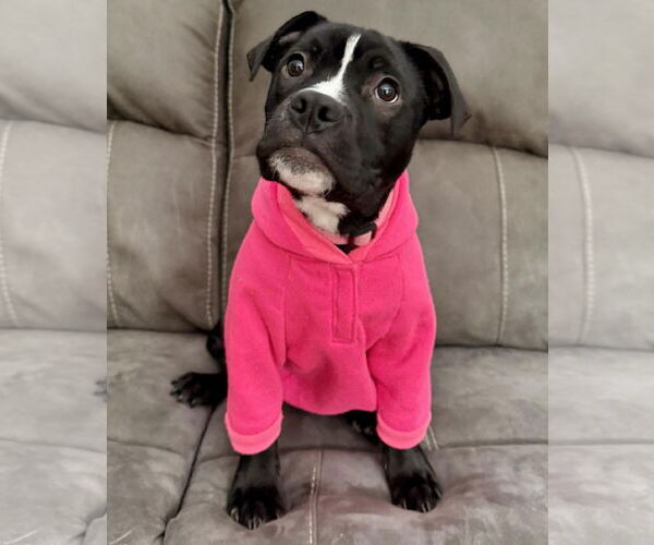 Medium Photo #2 Mutt Puppy For Sale in Princeton, MN, USA