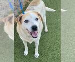Small #1 American Pit Bull Terrier-Parson Russell Terrier Mix