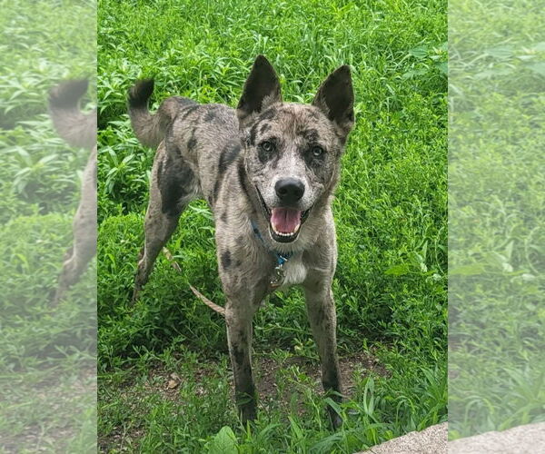 Medium Photo #1 German Shepherd Dog-Unknown Mix Puppy For Sale in Iroquois, IL, USA