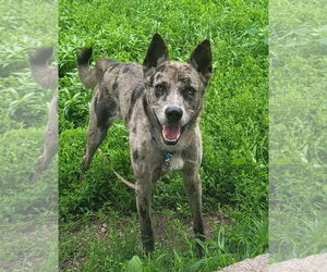 German Shepherd Dog-Unknown Mix Dogs for adoption in Iroquois, IL, USA