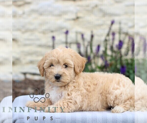 Medium Photo #4 Maltipoo Puppy For Sale in LEBANON, PA, USA