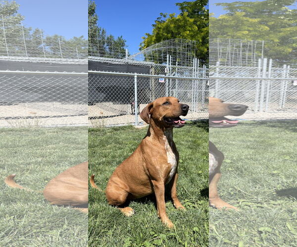 Medium Photo #9 Mutt Puppy For Sale in Emmett, ID, USA