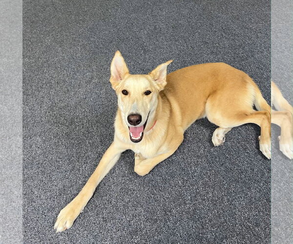 Medium Photo #5 Labrador Retriever-Unknown Mix Puppy For Sale in Dallas, TX, USA