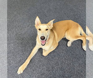 Blondie - Female Labrador Retriever-Unknown Mix Dog for Adoption - Photo #5