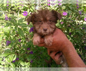 Miniature Schnauzer-Unknown Mix Dogs for adoption in San Diego, CA, USA