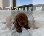 Small #1 Goldendoodle mix (+ Poodle Miniature)