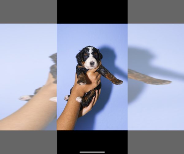 Medium Photo #9 Bernedoodle (Miniature) Puppy For Sale in ARLINGTON, TX, USA