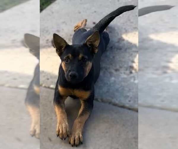 Medium Photo #1 Mutt Puppy For Sale in Las Vegas, NM, USA