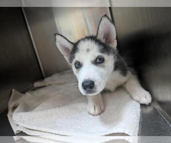 Medium Photo #1 Siberian Husky Puppy For Sale in Pasadena, CA, USA