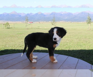 Bernese Mountain Dog Dog for Adoption in HORN CREEK, Colorado USA