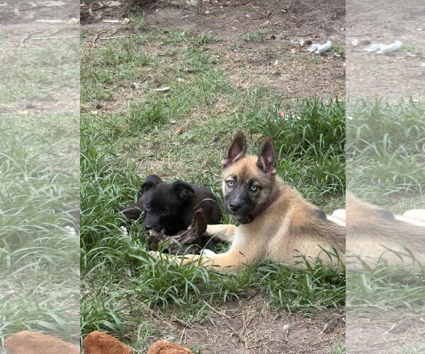 Medium Photo #2 Mutt Puppy For Sale in Mount Pleasant, SC, USA