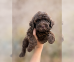 Small #4 Goldendoodle
