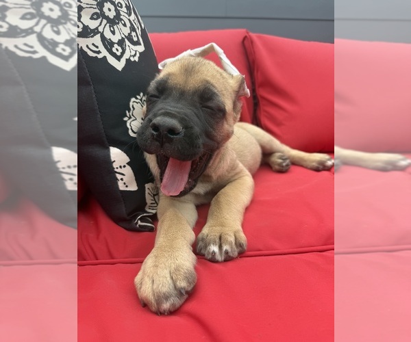 Medium Photo #19 Cane Corso Puppy For Sale in PORTLAND, OR, USA