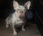 Small Photo #1 French Bulldog Puppy For Sale in VALRICO, FL, USA