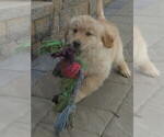 Small #9 English Cream Golden Retriever