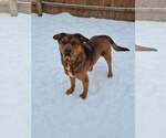 Small #16 American Staffordshire Terrier