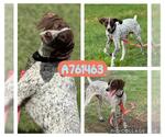 Small German Shorthaired Pointer Mix