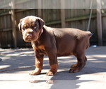 Small #4 Doberman Pinscher