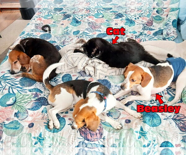 Medium Photo #12 Beagle Puppy For Sale in Dunnellon, FL, USA