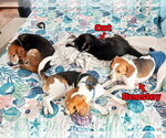 Small #11 Beagle